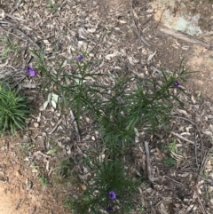 Solanum linearifolium at Hughes, ACT - 14 Sep 2021