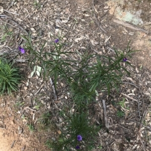 Solanum linearifolium at Hughes, ACT - 14 Sep 2021