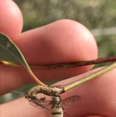 Entomophthora sp. (genus) (Puppeteer Fungus) at Hughes, ACT - 14 Sep 2021 by Tapirlord