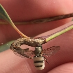 Entomophthora sp. (genus) at Hughes, ACT - 14 Sep 2021