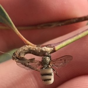 Entomophthora sp. (genus) at Hughes, ACT - 14 Sep 2021