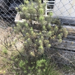 Cassinia aculeata subsp. aculeata at Deakin, ACT - 14 Sep 2021