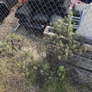 Cassinia aculeata subsp. aculeata at Deakin, ACT - 14 Sep 2021 02:26 PM