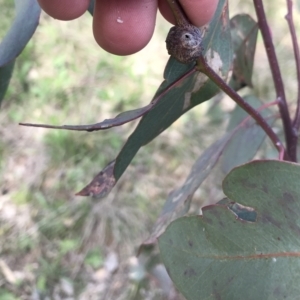 Apiomorpha sp. (genus) at Deakin, ACT - 14 Sep 2021