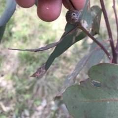 Apiomorpha sp. (genus) (A gall forming scale) at Deakin, ACT - 14 Sep 2021 by Tapirlord