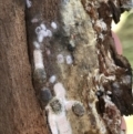Eriococcidae sp. on Eucalyptus blakelyi at Deakin, ACT - 14 Sep 2021