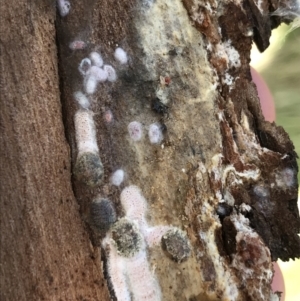 Eriococcidae sp. on Eucalyptus blakelyi at Deakin, ACT - 14 Sep 2021 02:23 PM