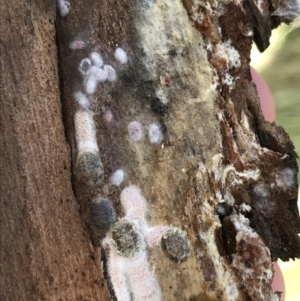 Eriococcidae sp. on Eucalyptus blakelyi at Deakin, ACT - 14 Sep 2021