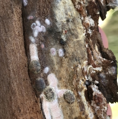 Eriococcidae sp. on Eucalyptus blakelyi (Felted scale on Eucalyptus blakelyi) at Deakin, ACT - 14 Sep 2021 by Tapirlord
