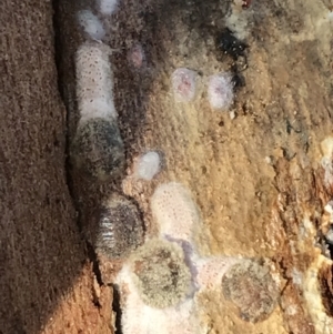 Eriococcidae sp. on Eucalyptus blakelyi at Deakin, ACT - 14 Sep 2021