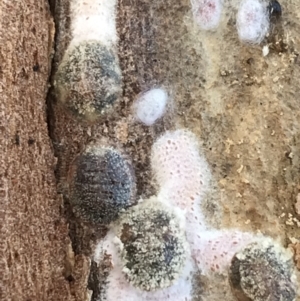 Eriococcidae sp. on Eucalyptus blakelyi at Deakin, ACT - 14 Sep 2021
