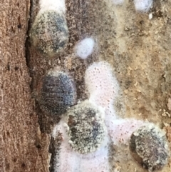 Eriococcidae sp. on Eucalyptus blakelyi at Deakin, ACT - 14 Sep 2021 02:23 PM