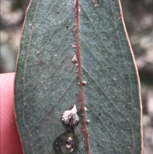 Creiis sp. (genus) at Deakin, ACT - 14 Sep 2021