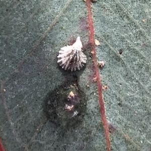 Creiis sp. (genus) at Deakin, ACT - 14 Sep 2021 02:19 PM