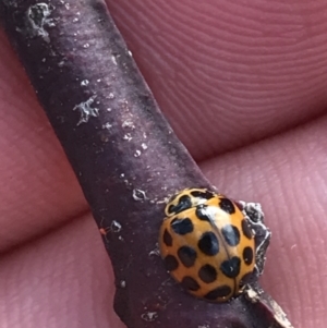 Harmonia conformis at Deakin, ACT - 14 Sep 2021