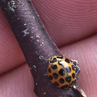 Harmonia conformis (Common Spotted Ladybird) at Red Hill to Yarralumla Creek - 14 Sep 2021 by Tapirlord
