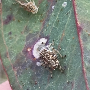 Brunotartessus fulvus at Deakin, ACT - 14 Sep 2021