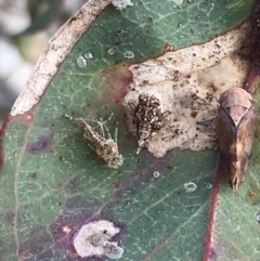 Brunotartessus fulvus at Deakin, ACT - 14 Sep 2021