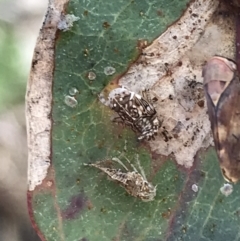 Brunotartessus fulvus at Deakin, ACT - 14 Sep 2021