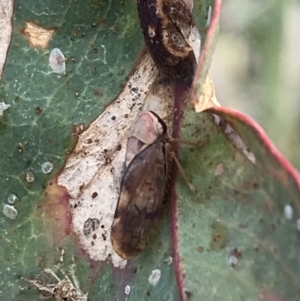 Brunotartessus fulvus at Deakin, ACT - 14 Sep 2021