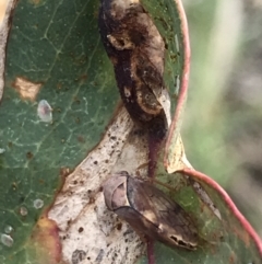 Brunotartessus fulvus at Deakin, ACT - 14 Sep 2021