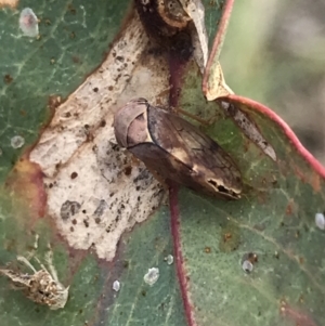 Brunotartessus fulvus at Deakin, ACT - 14 Sep 2021