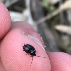 Ellipsidion australe (Austral Ellipsidion cockroach) at Deakin, ACT - 14 Sep 2021 by Tapirlord