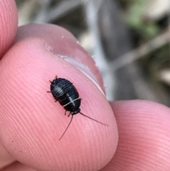 Ellipsidion australe at Deakin, ACT - 14 Sep 2021 02:16 PM