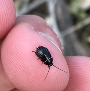 Ellipsidion australe at Deakin, ACT - 14 Sep 2021