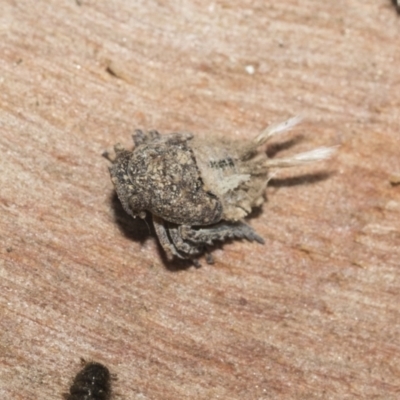 Fulgoroidea sp. (superfamily) (Unidentified fulgoroid planthopper) at Bruce Ridge - 22 Jul 2021 by AlisonMilton