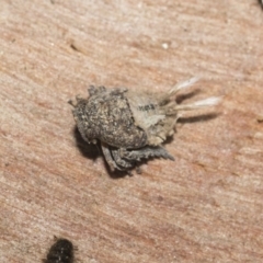 Fulgoroidea sp. (superfamily) (Unidentified fulgoroid planthopper) at Bruce, ACT - 22 Jul 2021 by AlisonMilton