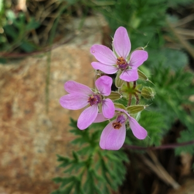 Erodium cicutarium (Common Storksbill, Common Crowfoot) at Mount Ainslie - 18 Sep 2021 by LD12