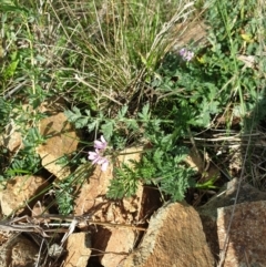 Erodium cicutarium at Majura, ACT - 18 Sep 2021