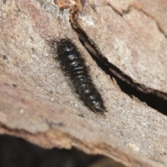 Tenebrionidae (family) (Darkling beetle) at Bruce Ridge - 22 Jul 2021 by AlisonMilton