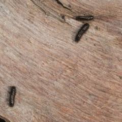 Tenebrionidae (family) at Bruce, ACT - 22 Jul 2021