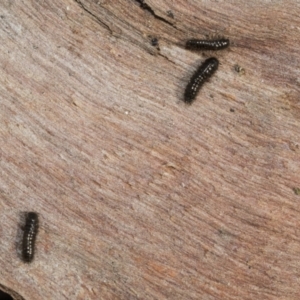 Tenebrionidae (family) at Bruce, ACT - 22 Jul 2021