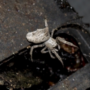 Philoponella congregabilis at Higgins, ACT - 26 Aug 2021