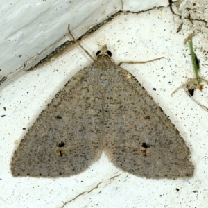 Parosteodes fictiliaria at Ainslie, ACT - 18 Sep 2021 12:39 AM