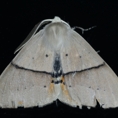 Gastrophora henricaria (Fallen-bark Looper, Beautiful Leaf Moth) at Ainslie, ACT - 17 Sep 2021 by jbromilow50