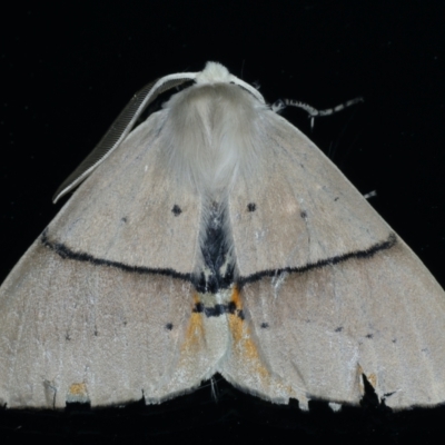 Gastrophora henricaria (Fallen-bark Looper, Beautiful Leaf Moth) at Ainslie, ACT - 17 Sep 2021 by jb2602