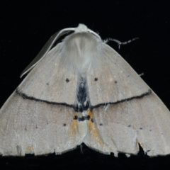 Gastrophora henricaria (Fallen-bark Looper, Beautiful Leaf Moth) at Ainslie, ACT - 17 Sep 2021 by jbromilow50