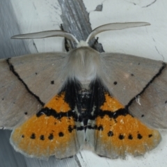 Gastrophora henricaria at Ainslie, ACT - 17 Sep 2021