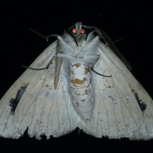 Gastrophora henricaria at Ainslie, ACT - 17 Sep 2021