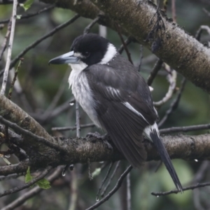 Cracticus torquatus at Higgins, ACT - 29 Aug 2021