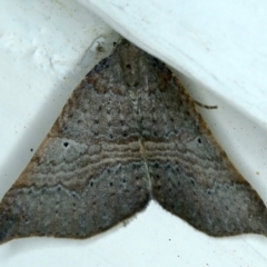 Anachloris uncinata (Hook-winged Carpet) at Ainslie, ACT - 17 Sep 2021 by jb2602