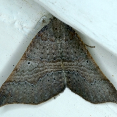 Anachloris uncinata (Hook-winged Carpet (Larentiinae)) at Ainslie, ACT - 17 Sep 2021 by jb2602