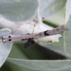 Geometridae (family) IMMATURE at Higgins, ACT - 25 Aug 2021