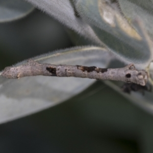 Geometridae (family) IMMATURE at Higgins, ACT - 25 Aug 2021