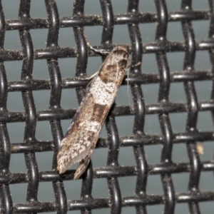 Lepidoscia heliochares at Higgins, ACT - 26 Aug 2021 08:50 PM