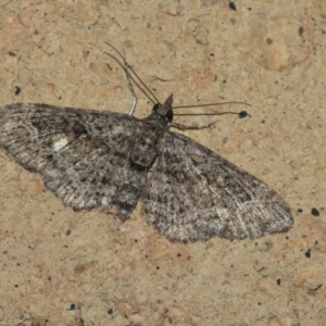 Chloroclystis (genus) at Higgins, ACT - 26 Aug 2021 08:51 PM